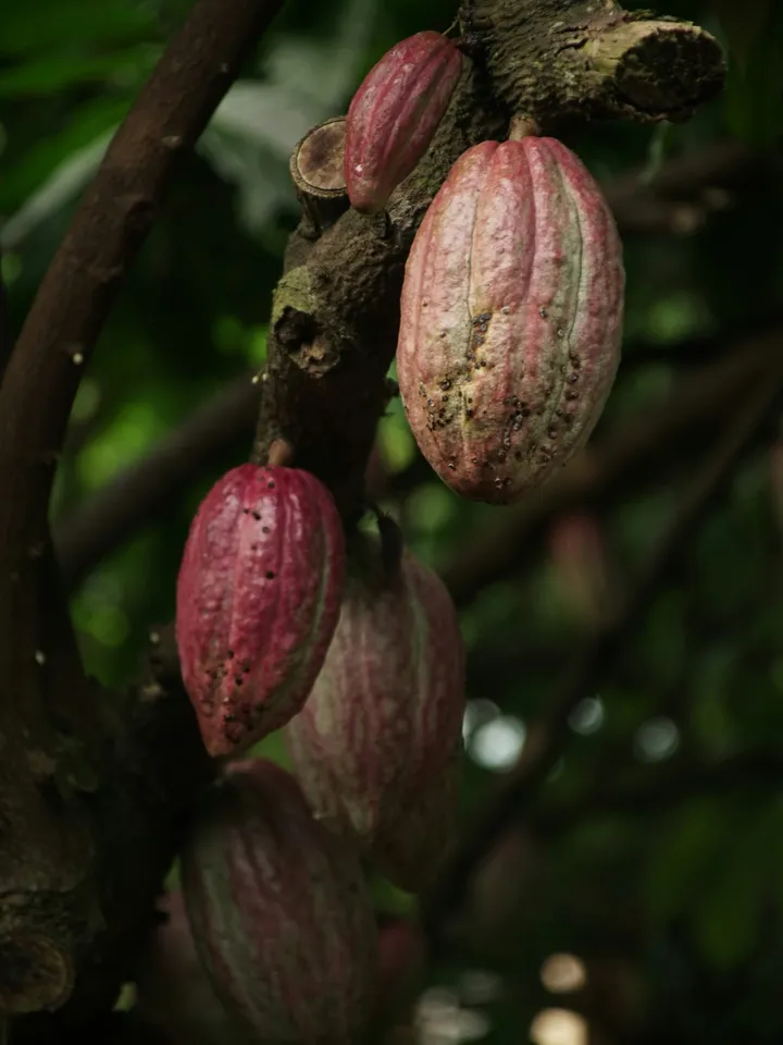 Dark red cacao pods growing on a branch.