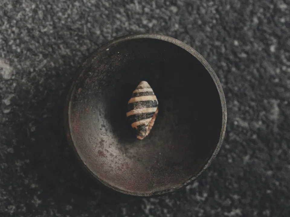 A single shell resting in an empty dark bowl.