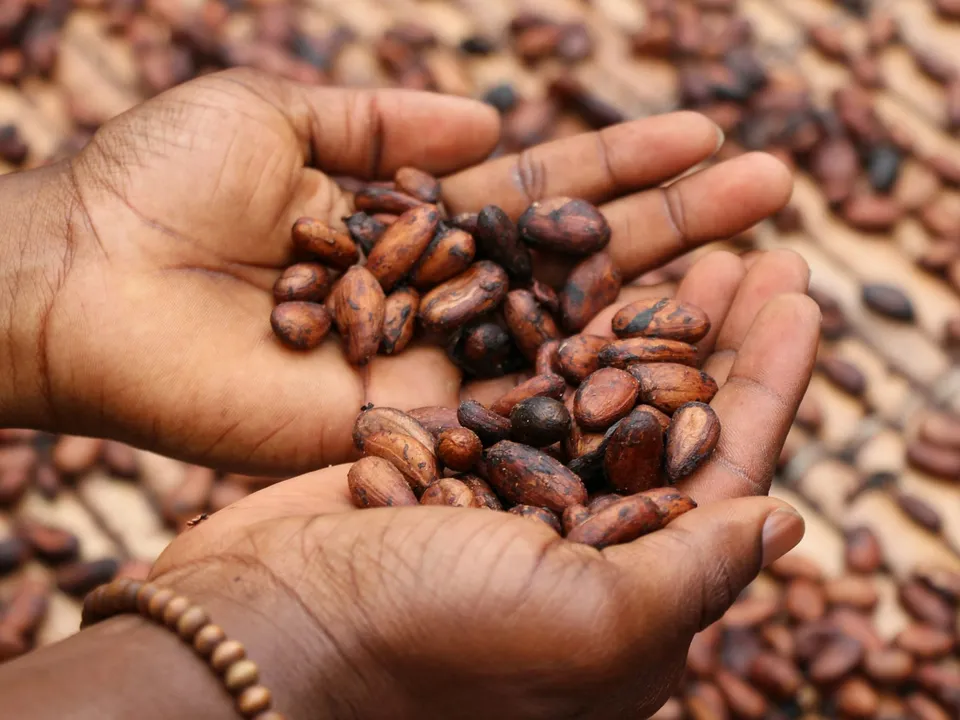 A hand holding dried cacao beans above a bed of beans drying in the sun.