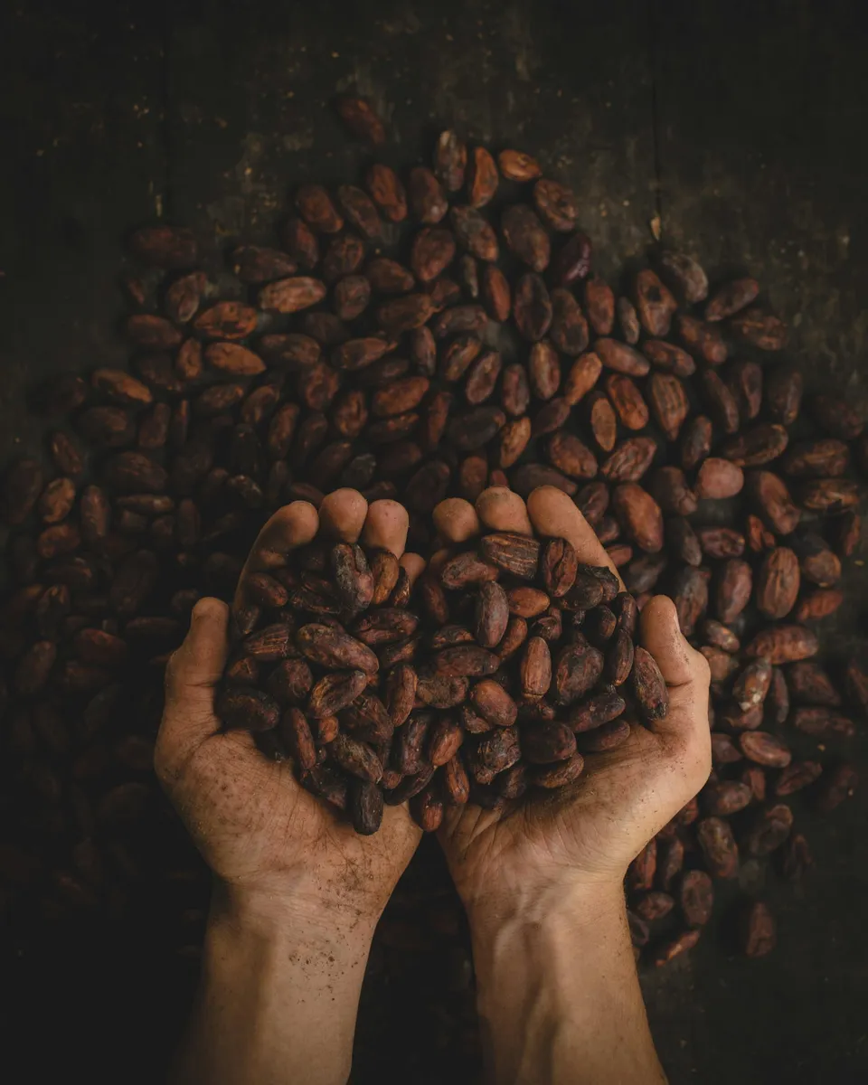 Two cupped hands holding a heap of dried cacao beans, offered forward.